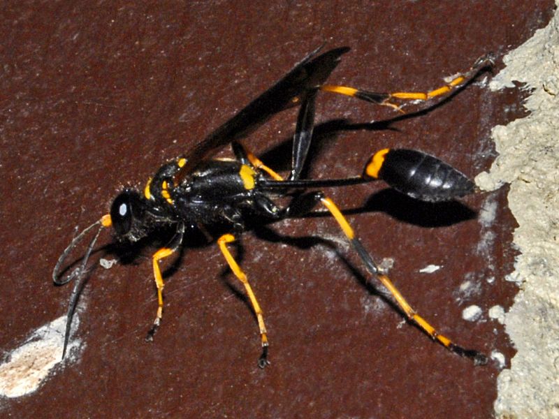 Sceliphron caementarium con nido, Sphecidae.